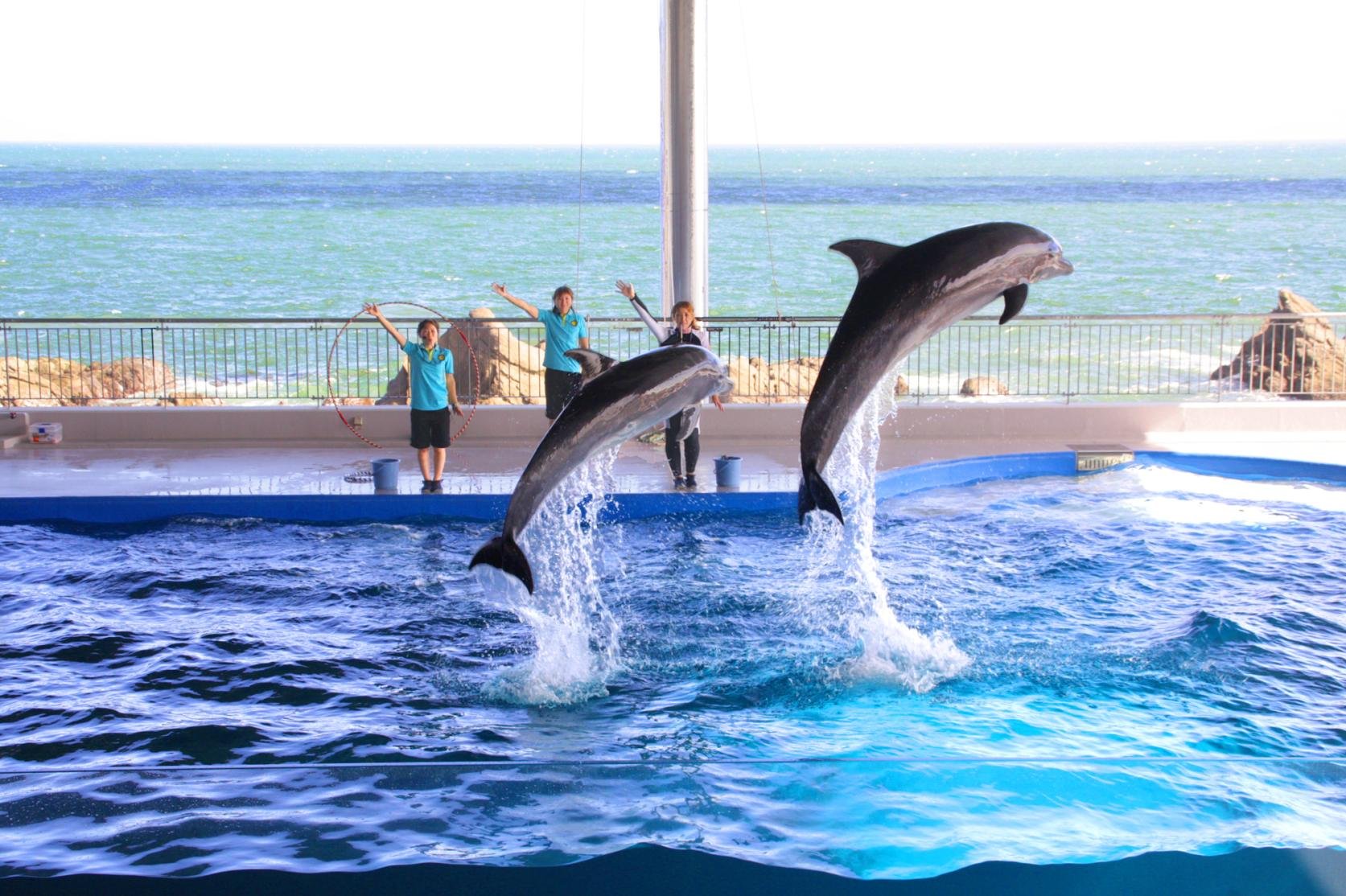 🐬 시부시만 다이고쿠 돌고래 공원(시부시완 다이코쿠 이루카란도) 이미지 5